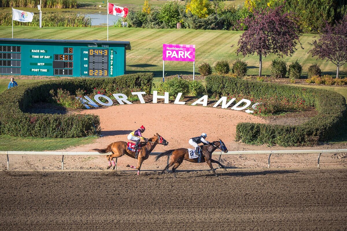 Thoroughbreds racing at an Alberta track.