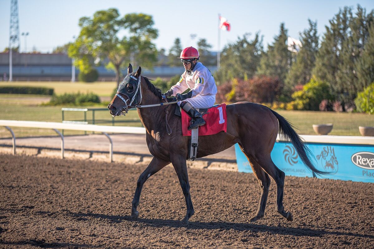 Thoroughbreds racing down the stretch at an Alberta track.